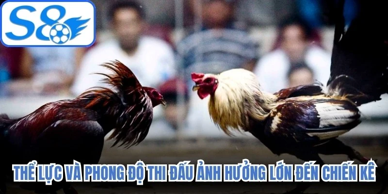 Thể lực và phong độ thi đấu ảnh hưởng rất lớn đến chiến kê 