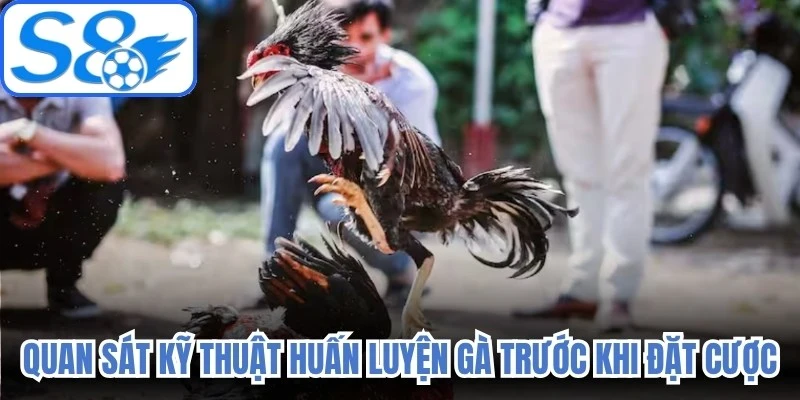 Quan sát kỹ thuật huấn luyện gà trước khi đặt cược 