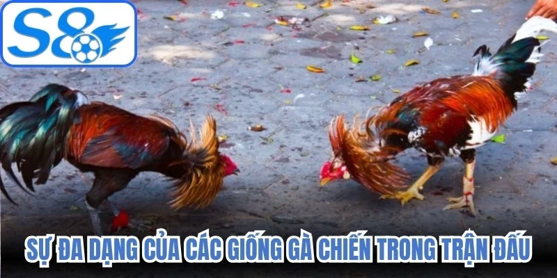 Sự đa dạng của các giống gà chiến trong trận đấu 